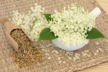 Älggräs har flavonoider