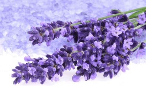 Knippe med lavendelblommor