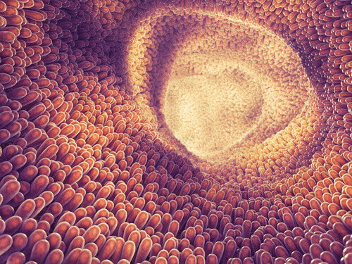 Parasiter i magtrakten