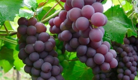 Vindruvor laxerar naturligt