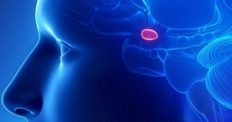 Tallkottkörteln producerar melatonin.