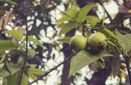 Blad från guava