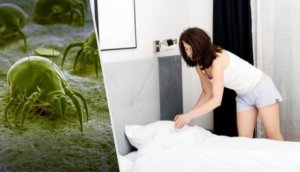 Tips för att bli av med kvalster hemma