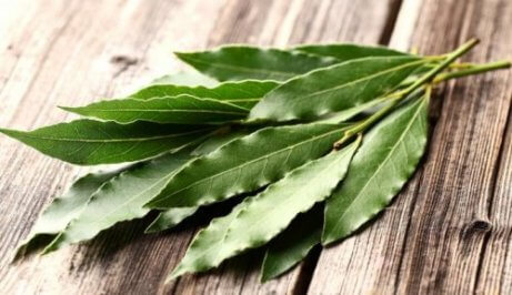 Eukalyptus lindrar allergier