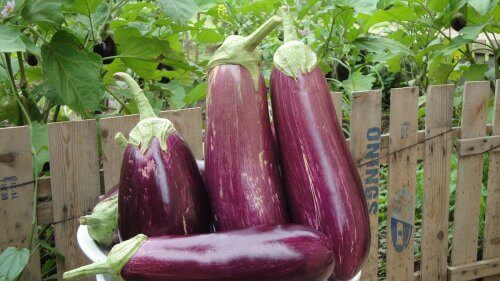 10 hälsofördelar med äggplantor 10 hälsofördelar med äggplantor
