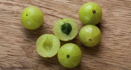Krusbär har många antioxidanter