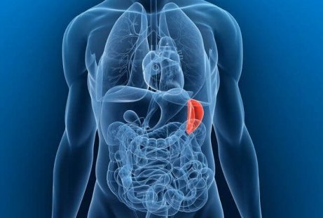 Mjälten filtrerar blodet