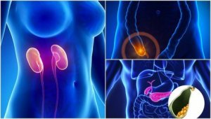 7 organ du inte behöver för att överleva