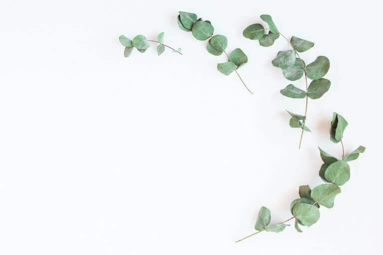 Grenar med eukalyptus