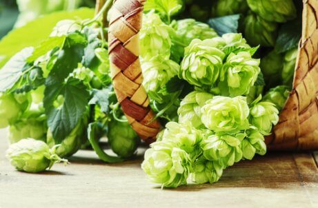 Lägg humle under kudden