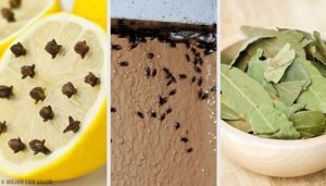 Bli av med irriterande insekter naturligt
