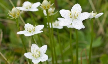 Narvar är vätskedrivande