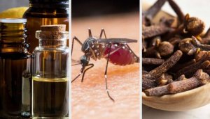 10 lukter som kan hålla myggor borta