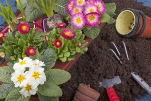 10 växter du enkelt kan odla i din trädgård