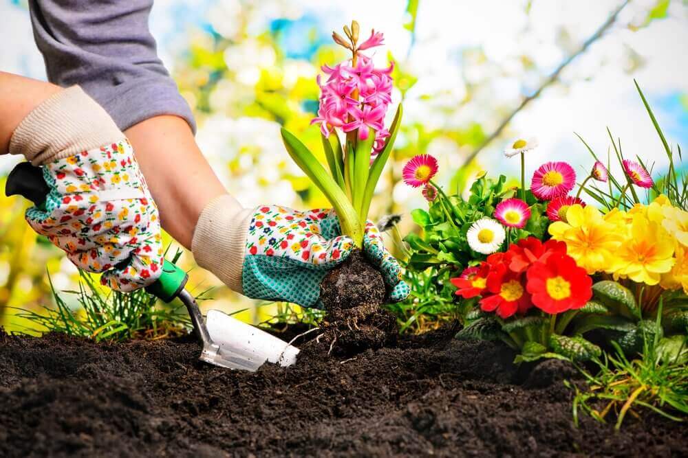 Växter som du enkelt kan odla i din trädgård.