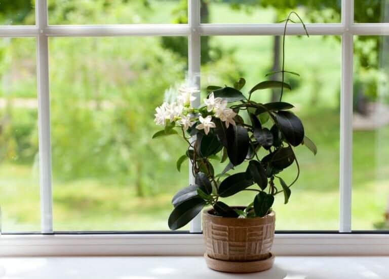 Blomma i fönster