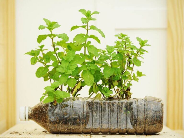 Plastflaska som kruka