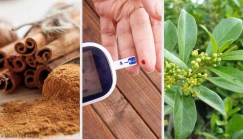 5 medicinalväxter för diabetes: de fungerar verkligen!