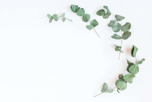 eukalyptus