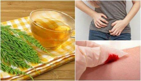 De läkande effekterna av åkerfräken är många