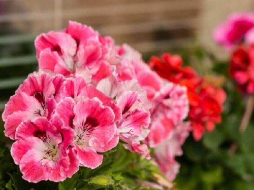pelargon som hemmakur