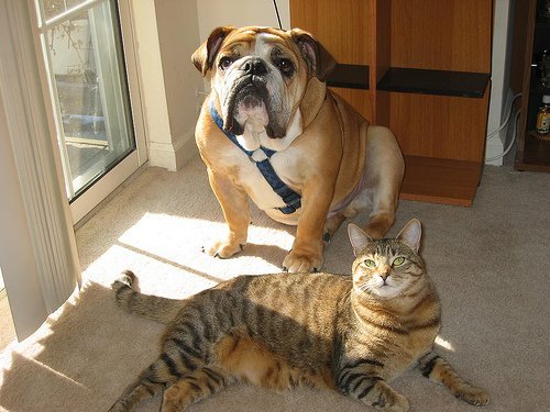Bulldogg och katt