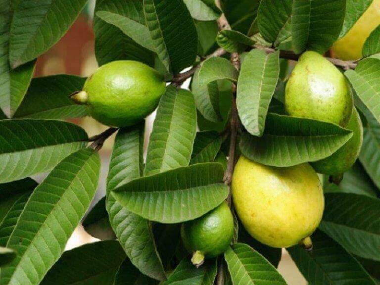 Guavablad och guavafrukt i träd