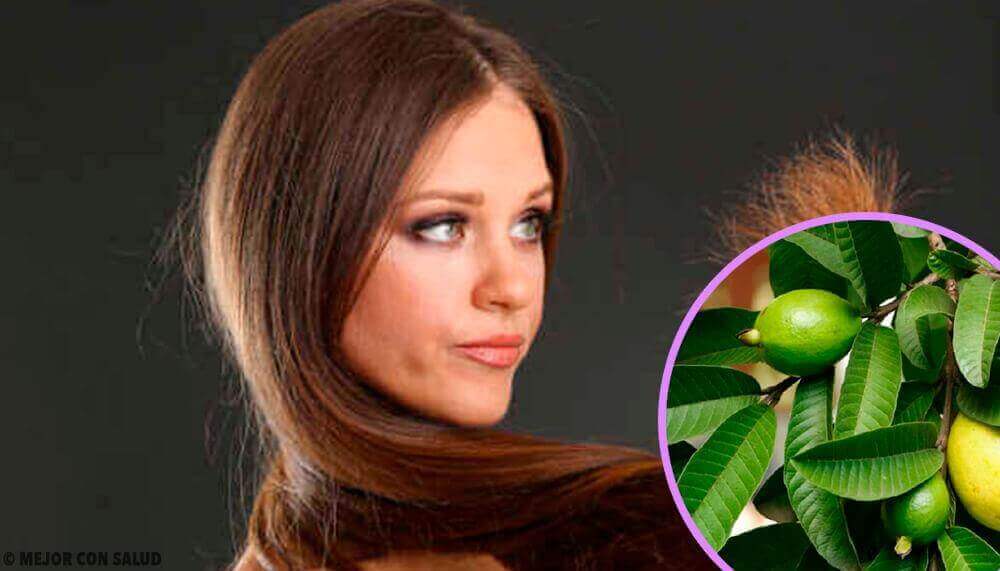 Guavablad för skadat hår: en naturlig behandling