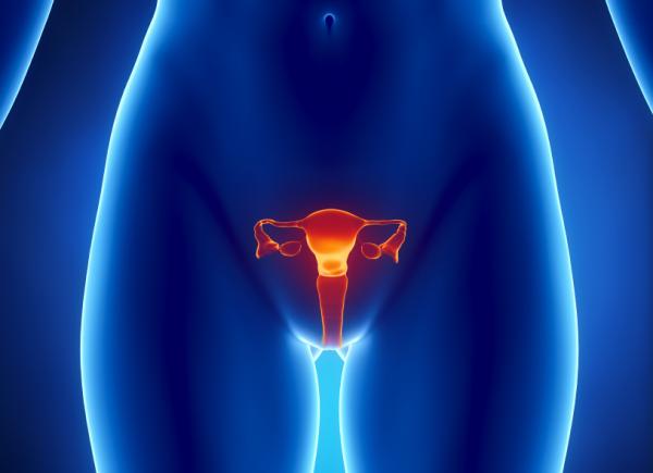 Hur menstruationscykeln fungerar