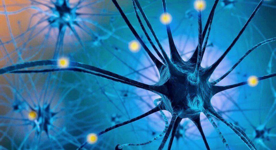 Serotonin i hjärnan