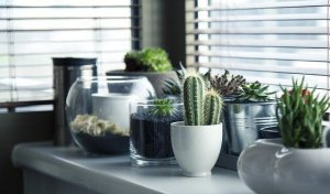 Spännande idéer för att plantera en kaktus