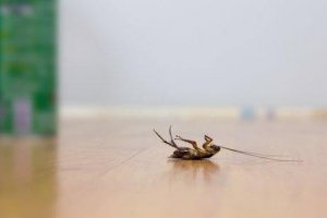 4 trick för att hålla kackerlackor borta utan insektsmedel
