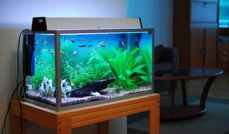 akvarium i vardagsrum