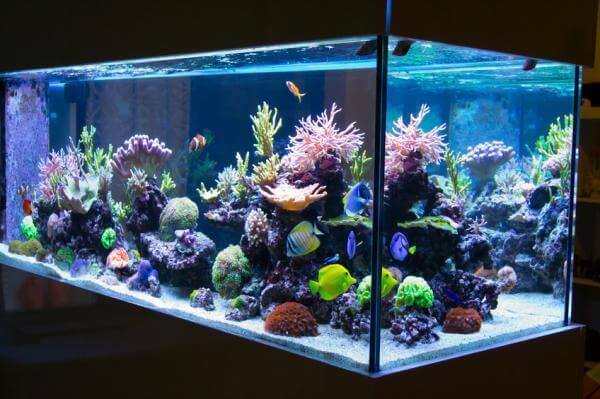 Akvarium med koraller.