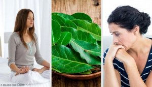 Så kan du använda lagerblad för att förbättra hälsan