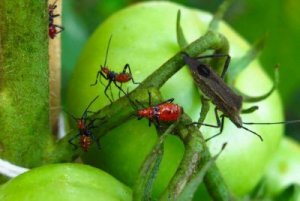 5 effektiva naturliga medel mot ohyra
