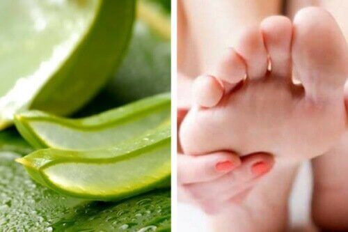 Aloe vera