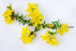 6 fantastiska hälsofördelar med johannesört