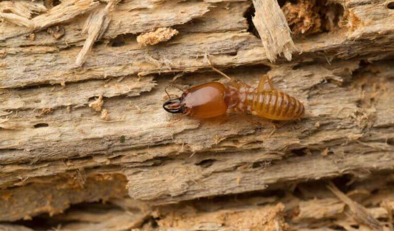 Termiter gillar inte alla sorters trä