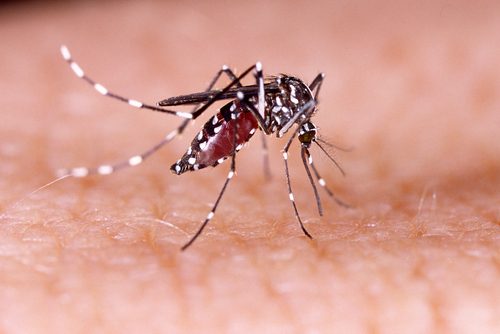 Myggor sprider sjukdomar.