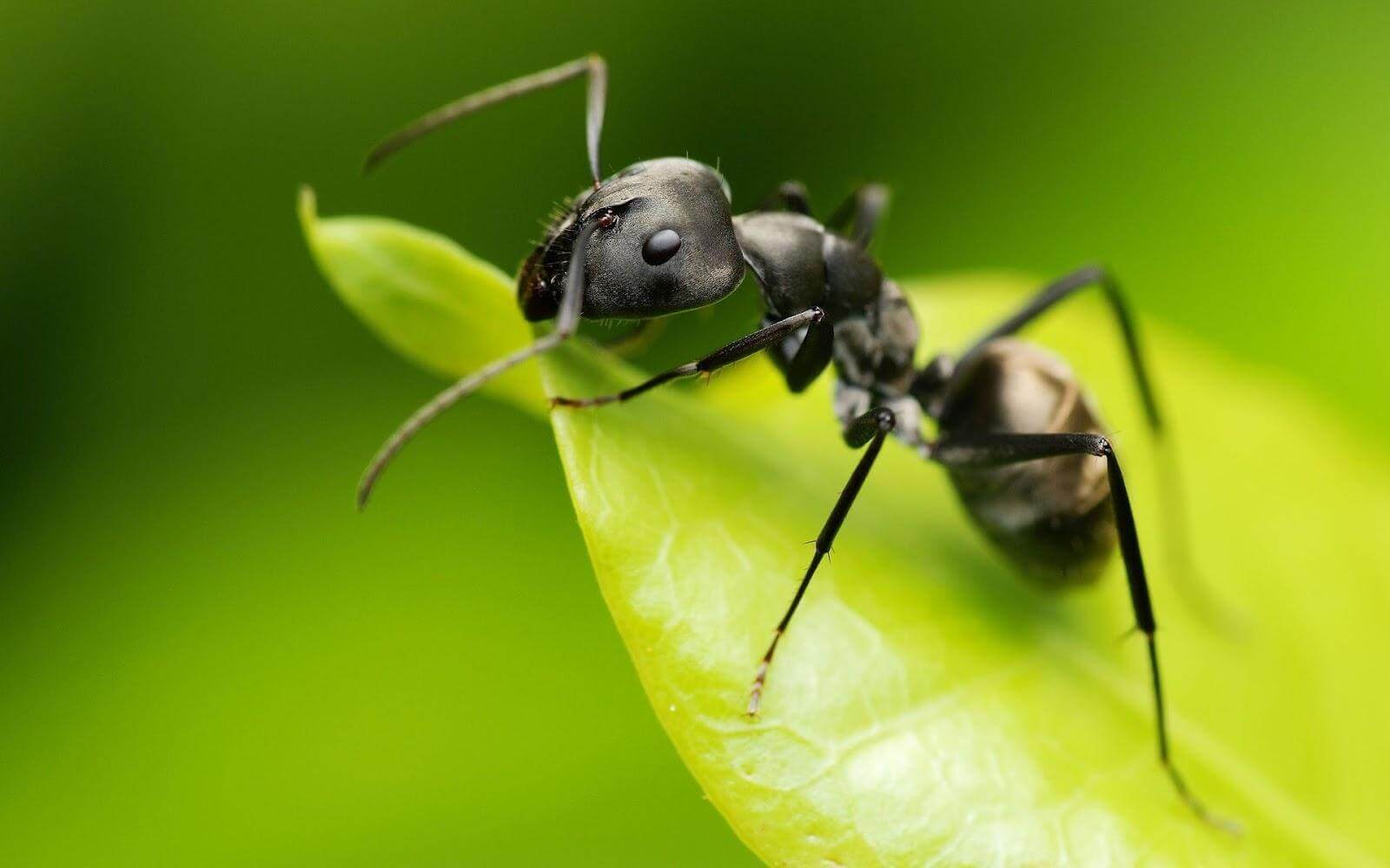 Myra på ett blad
