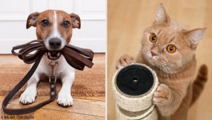 Ta reda på vilket husdjur som passar dig bäst