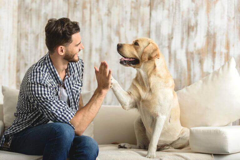 Hund ger high five till sin ägare