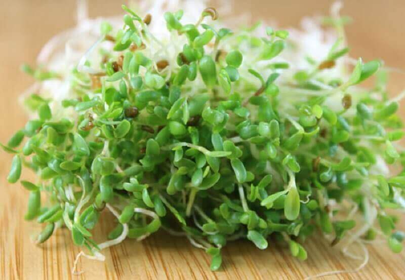 Te på alfalfa.