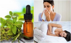 8 naturliga medicinska användningar för oreganoolja