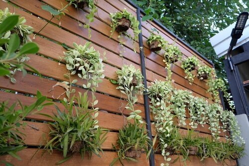 Omvandla en vägg till en vertikal trädgård