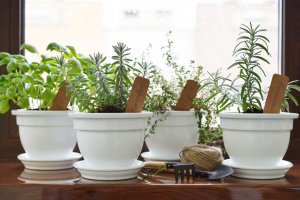 Skapa en egen aromatisk trädgård