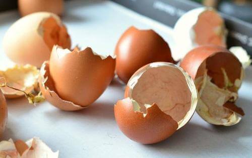 Äggskal kan bli ett utmärkt naturligt gödningsmedel