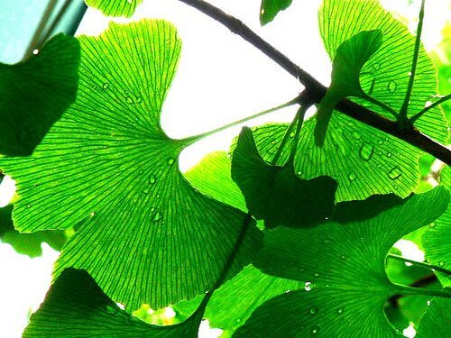 Ginkgo biloba ökar blodflödet