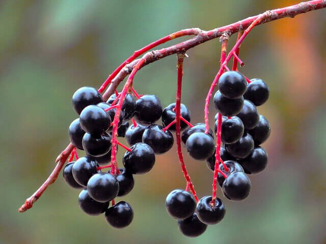 Fläderbär kan motverka bronkiektasi